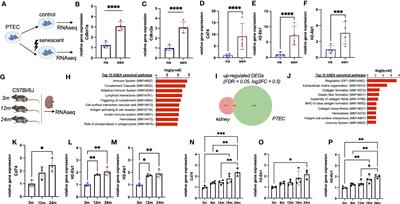 The aging kidney is characterized by tubuloinflammaging, a phenotype associated with MHC-II gene expression